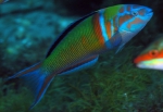 Thalassoma pavo (Donzella pavonina)