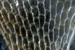 Bryozoa