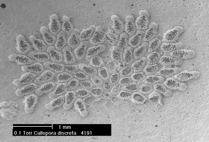 Callopora discreta (Hincks, 1862)