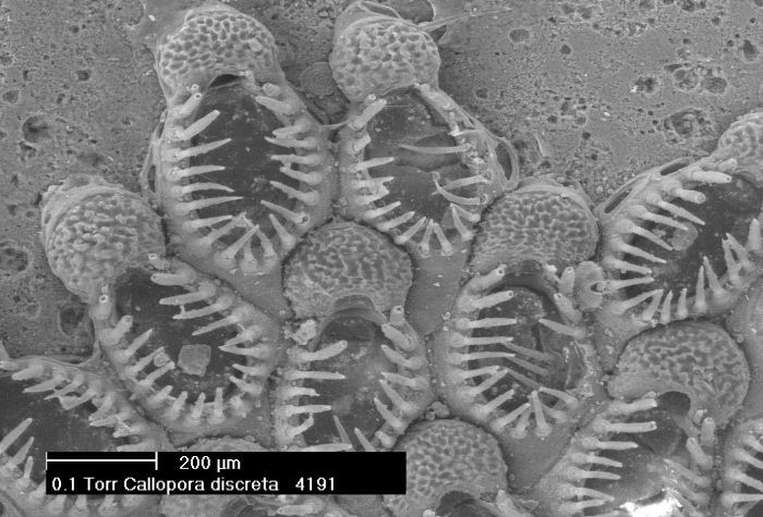 Callopora discreta (Hincks, 1862)