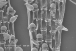 Bryozoa