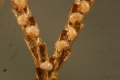 Cheilostomatida