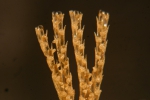 Cheilostomatida