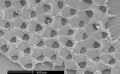 Cheilostomatida