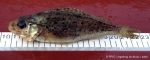 Perciformes
