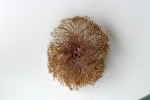 Bryozoa