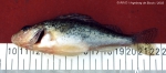 Perciformes