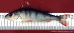 Perciformes