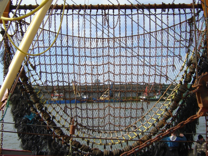 Boomkornet met steennet