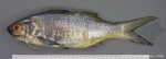 Actinopterygii