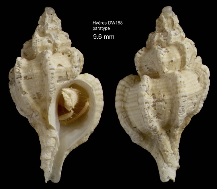 Dermomurex gofasi Houart, 1996Shell (paratype) from Hyères seamount, 31°30.0'N, 28°59.5'W, 300-310 m, 'Seamount 2' DW188 (actual size 9.6 mm) 