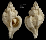 Dermomurex gofasi Houart, 1996Shell (paratype) from Hyères seamount, 31°30.0'N, 28°59.5'W, 300-310 m, 'Seamount 2' DW188 (actual size 9.6 mm) 