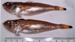 Perciformes