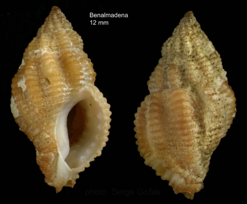 Ocinebrina aciculata (Lamarck, 1822)Specimen from Benalmádena, S. Spain (actual size 12 mm) Ocinebrina aciculata (Lamarck, 1822)Specimen from Benalmádena, S. Spain (actual size 12 mm)