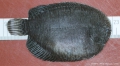 Pleuronectiformes