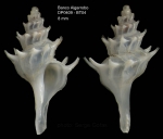 Mollusca (molluscs)