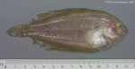 Pleuronectiformes