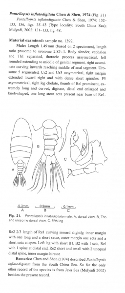 P. inflatodigitata P. inflatodigitata