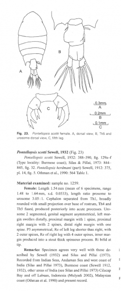 P. scotti P. scotti