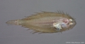 Pleuronectiformes