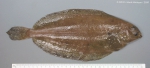 Pleuronectiformes
