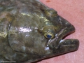 Pleuronectiformes