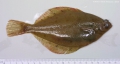 Pleuronectiformes