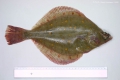 Pleuronectiformes