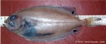 Pleuronectiformes