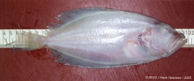 Lepidorhombus whiffiagonis (Walbaum, 1792), author: RIVO/Henk Heessen/2005