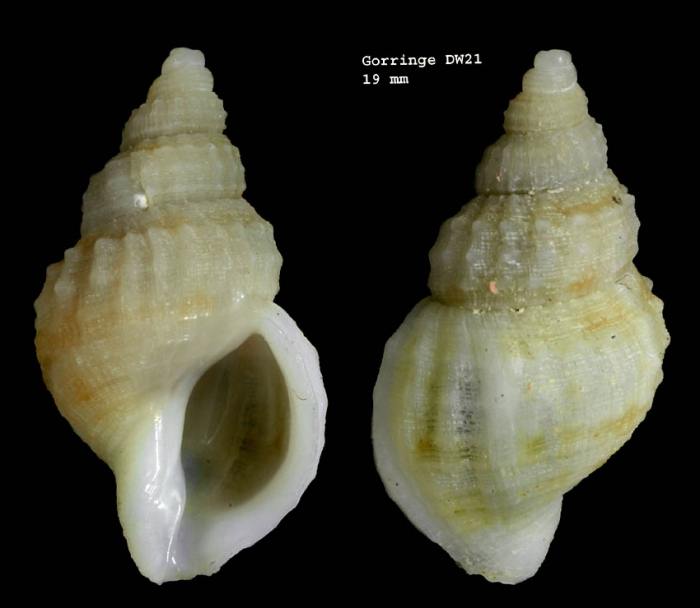 Buccinum oblitum Jeffreys in Sykes, 1911Shell from Gorringe seamount, 36º34.9'N, 11º28.4'W, 460-480 m, 'Seamount 1' DW21 (actual size 19 mm)