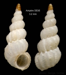 Opalia abbotti Clench & Turner, 1952Shell from Ampère seamount, 35°04.6'N, 12°55.3'W, 197-210 m,  'Seamount 1' DE95 (actual size 3.2 mm)
