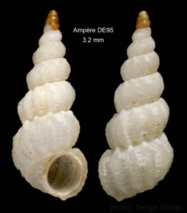 Opalia abbotti Clench & Turner, 1952Shell from Ampère seamount, 35°04.6'N, 12°55.3'W, 197-210 m,  'Seamount 1' DE95 (actual size 3.2 mm)