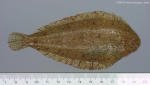 Pleuronectiformes