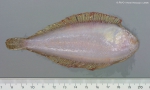 Pleuronectiformes