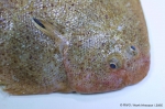 Pleuronectiformes