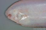 Pleuronectiformes