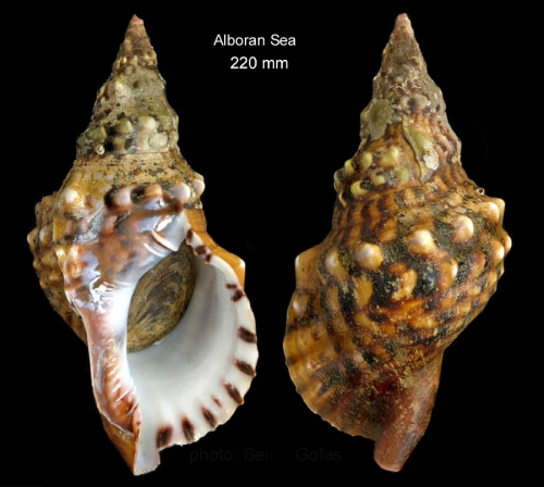 Charonia lampas(Linnaeus, 1758)Specimen trawled off Málaga, Spain (height 220 mm) Charonia lampas(Linnaeus, 1758)Specimen trawled off Málaga, Spain (height 220 mm)