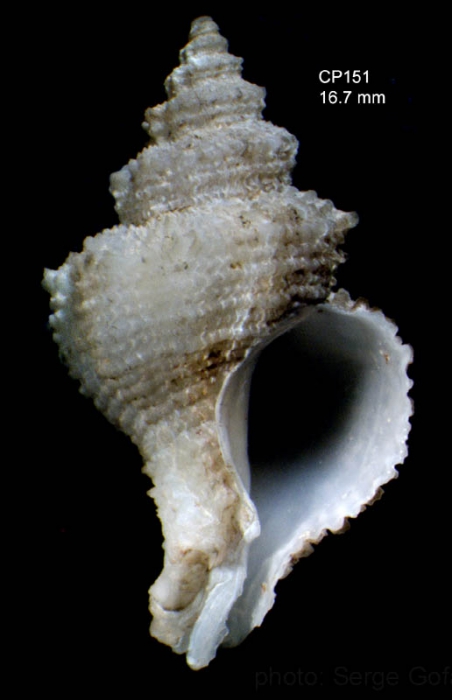 Babelomurex atlantidis Oliverio & Gofas, 2006Specimen from Great Meteor seamount, 30°11.9'N, 28°24.6'W, 585 m, 'Seamount 2' CP151 (actual size 16.7 mm)