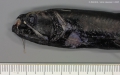 Stomiiformes