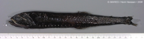 Gonostoma elongatum Günther, 1878