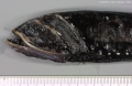 Stomiiformes