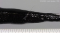 Stomiiformes