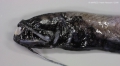 Stomiiformes