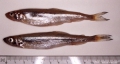 Osmeriformes