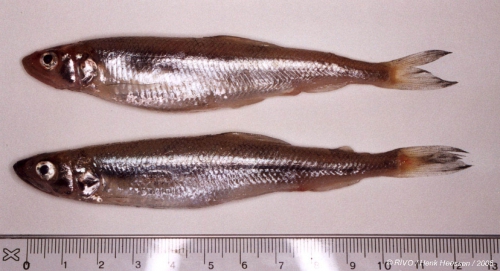 Osmerus eperlanus (Linnaeus, 1758) Osmerus eperlanus (Linnaeus, 1758)