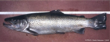 Salmo trutta Linnaeus, 1758