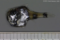 Argyropelecus hemigymnus Cocco, 1829 