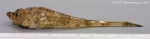 Perciformes