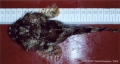 Perciformes